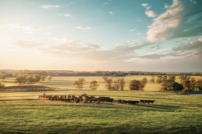 Randal Ford Driving the Herd