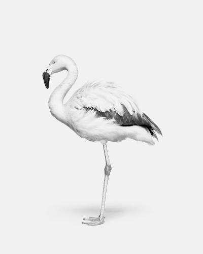 Randal Ford Flamingo No 2 BW 