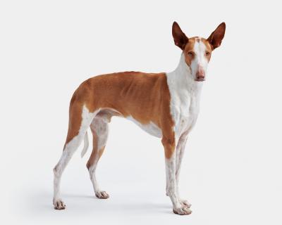 Randal Ford Gavin No 1