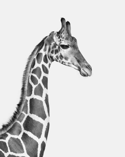 Randal Ford Giraffe No 1 BW 