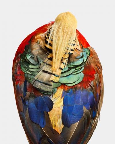 Randal Ford Golden Pheasant Aerial