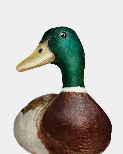 Randal Ford Gray Mallard Duck No 2