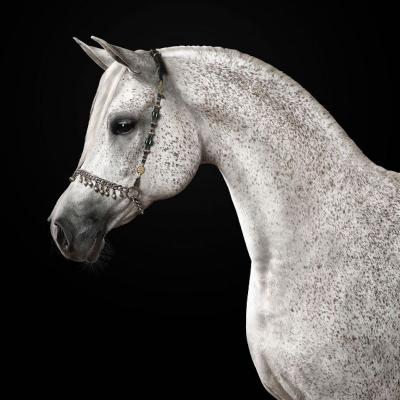 Randal Ford Grey Arabian Horse No 1