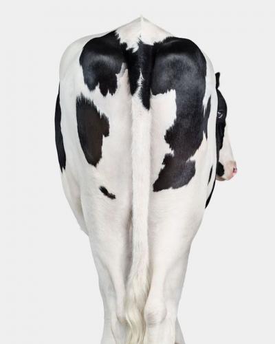 Randal Ford Holstein Cow No 5 From Behind