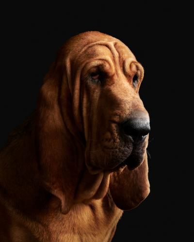 Randal Ford Jupiter No 2