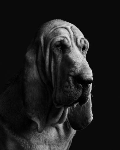 Randal Ford Jupiter No 2 BW 