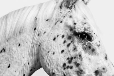 Randal Ford Leopard Appaloosa Horse No 1 BW 