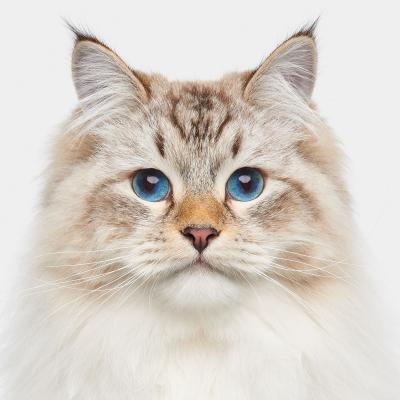 Randal Ford Long Haired Siberian Forest Cat