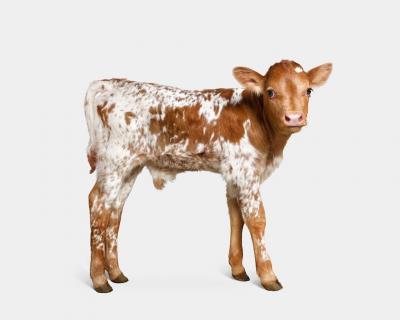 Randal Ford Longhorn Newborn Calf