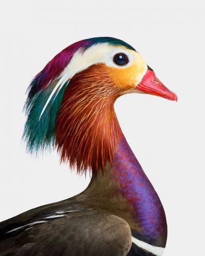 Randal Ford Mandarin Duck Profile