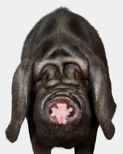 Randal Ford Meishan Pig