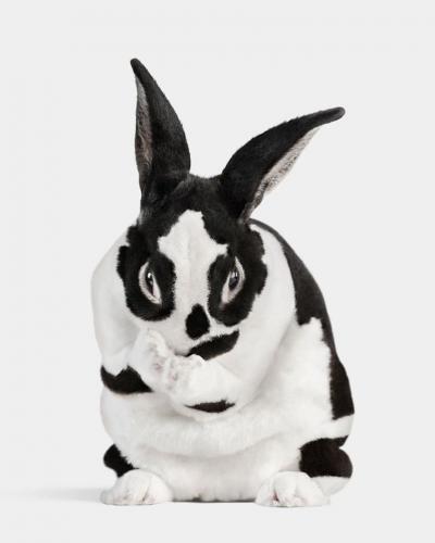 Randal Ford Mini Rex Rabbit No 1