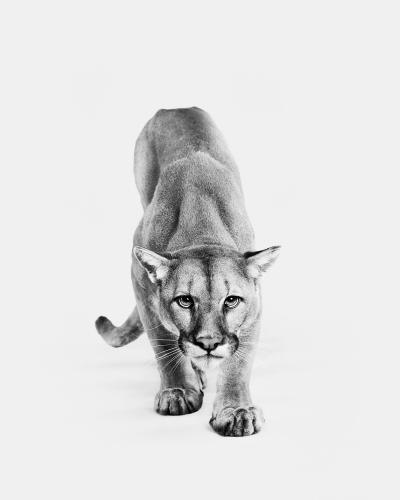 Randal Ford Mountain Lion No 1 BW 