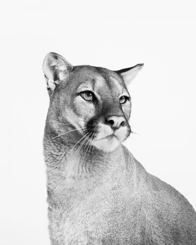 Randal Ford Mountain Lion No 2 BW 