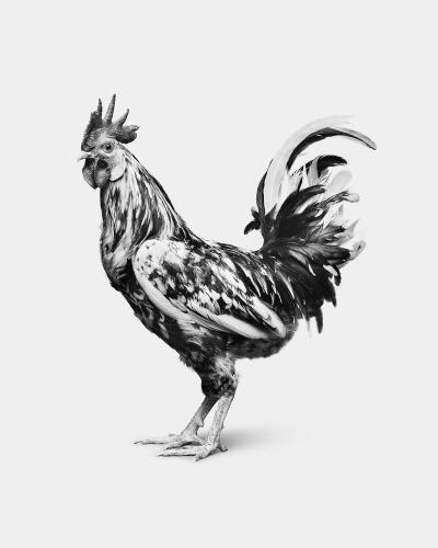 Randal Ford Orust Rooster BW 