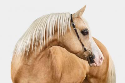 Randal Ford Palomino Arabian Horse No 1