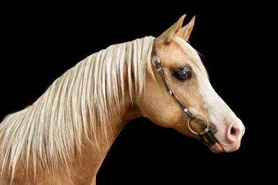 Randal Ford Palomino Arabian Horse No 3