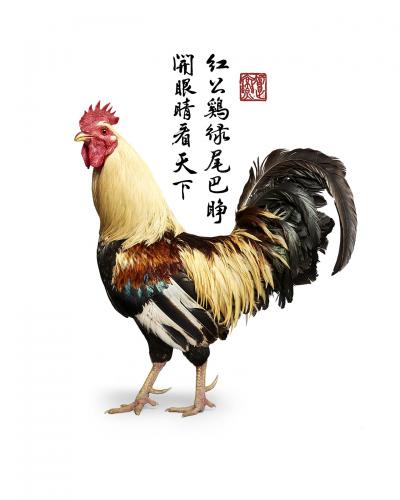 Randal Ford Proud Rooster Collaboration with Steven C Rockefeller Jr 