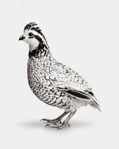 Randal Ford Snowflake Bobwhite Quail No 2