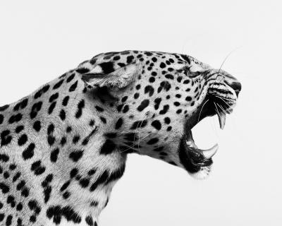 Randal Ford Spotted Leopard Snarl BW 