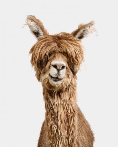 Randal Ford Suri Alpaca