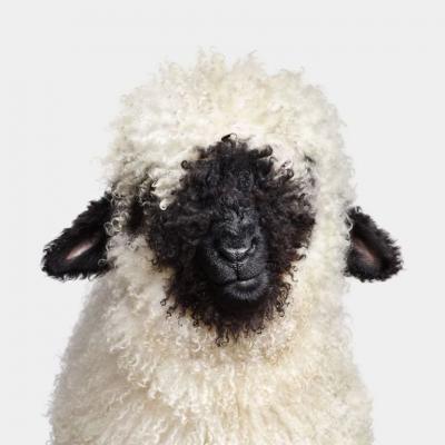 Randal Ford Swiss Valais Blacknose Lamb No 2