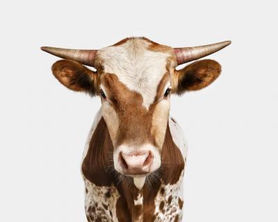 Randal Ford Texas Longhorn Calf