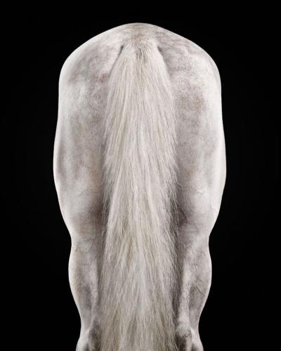 Randal Ford White Arabian Stallion No 3