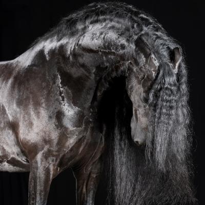 Raphael Macek Magnificus