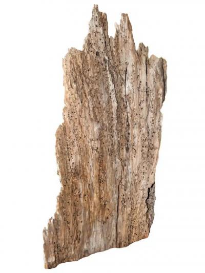 Rare 300 Year Old Natural Cypress Sculpture