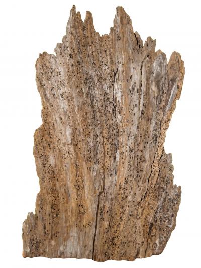 Rare 300 Year Old Natural Cypress Sculpture