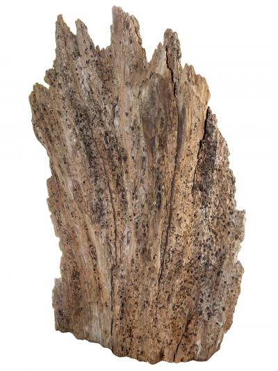 Rare 300 Year Old Natural Cypress Sculpture