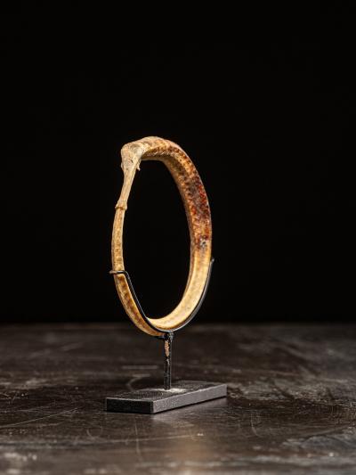 Rare Ceremonial Hippocamp Bracelet mounted on a custom metal stand Oceania