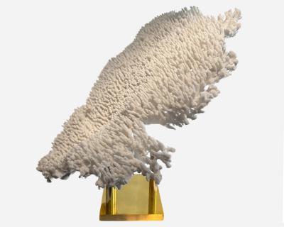 Rare and important white coral on it brass base France circa 1970