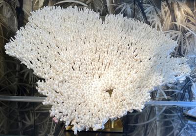 Rare and important white coral on it brass base France circa 1970