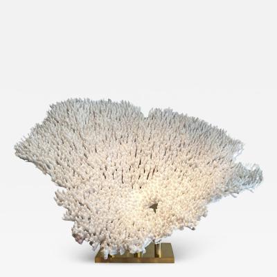 Rare and important white coral on it brass base France circa 1970