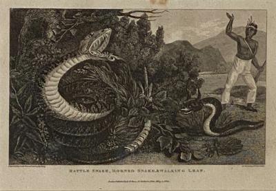 Rattle Snake Horned Snake Walking Leaf Engraving England Circa 1820