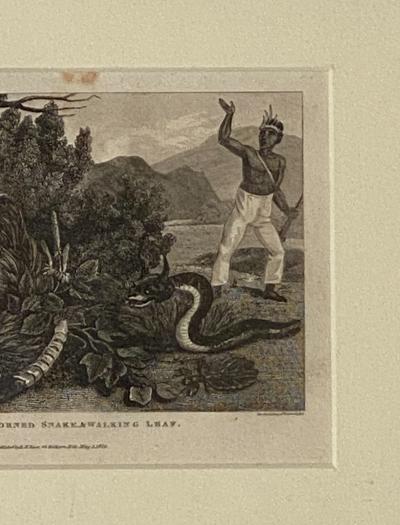 Rattle Snake Horned Snake Walking Leaf Engraving England Circa 1820