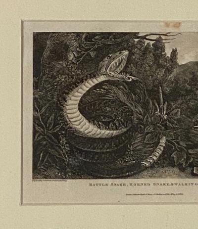 Rattle Snake Horned Snake Walking Leaf Engraving England Circa 1820