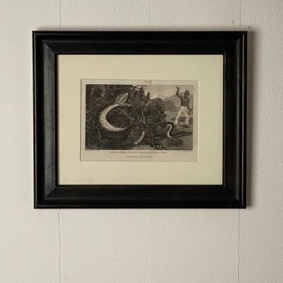 Rattle Snake Horned Snake Walking Leaf Engraving England Circa 1820