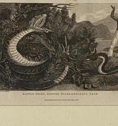 Rattle Snake Horned Snake Walking Leaf Engraving England Circa 1820