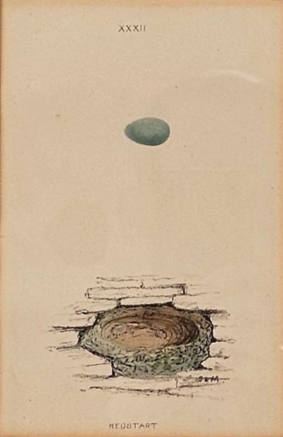 Redstart Nest Egg Print England circa 1880