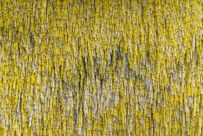 Renata Schirm Renata Schirm Dawn FI 2022