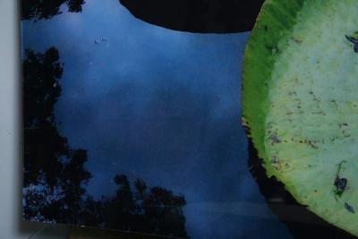Renato Freitas Renato Freitas Water Lilies Original Photography