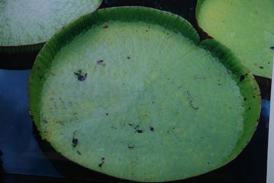 Renato Freitas Renato Freitas Water Lilies Original Photography