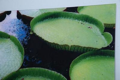 Renato Freitas Renato Freitas Water Lilies Original Photography