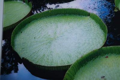 Renato Freitas Renato Freitas Water Lilies Original Photography