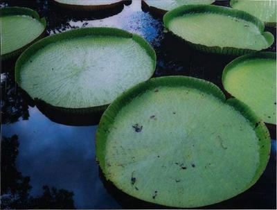 Renato Freitas Renato Freitas Water Lilies Original Photography