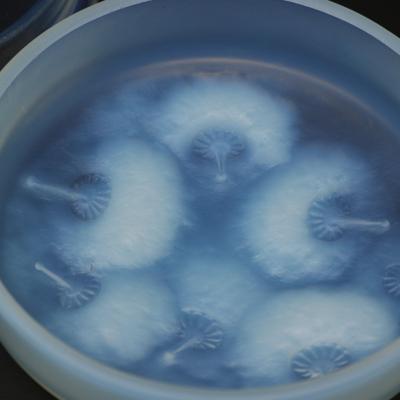 Rene Lalique Opalescent Glass Houppes Box