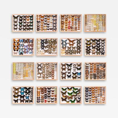 Restored and Pest free Old Collection of Some 3 400 Butterflies